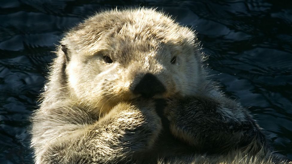 Sea otters were once all but wiped out in Canada's British Columbia, but now their numbers are so many that they are causing problems for First Nations (Credit: Getty Images)