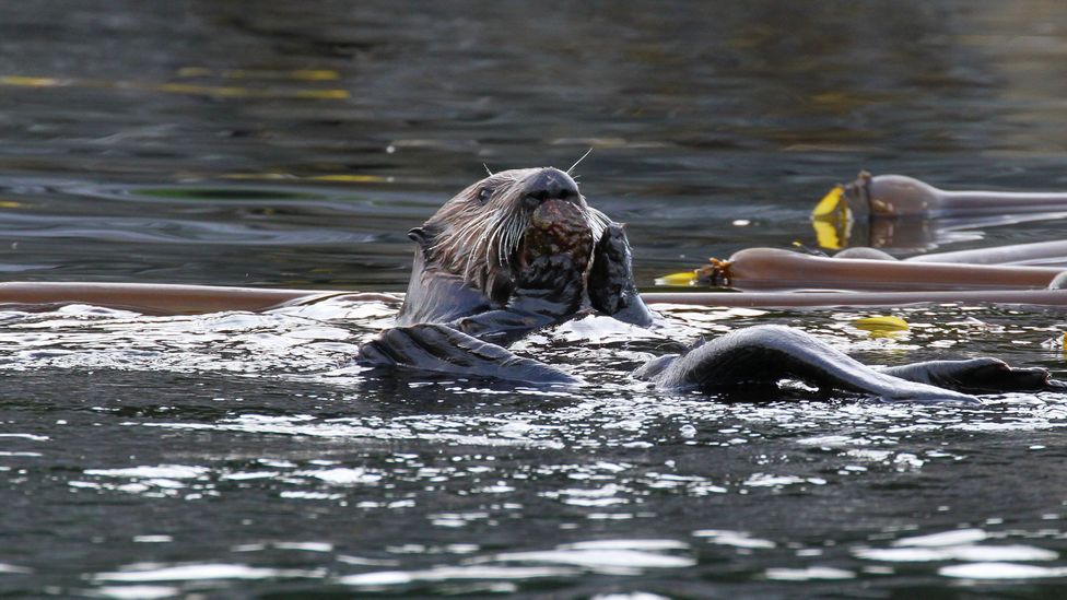 A revival of sea otters in British Columbia might be welcomed by some, but their burgeoning numbers are threatening the species they feed on, such as abalone (Credit: Stef Olcen)