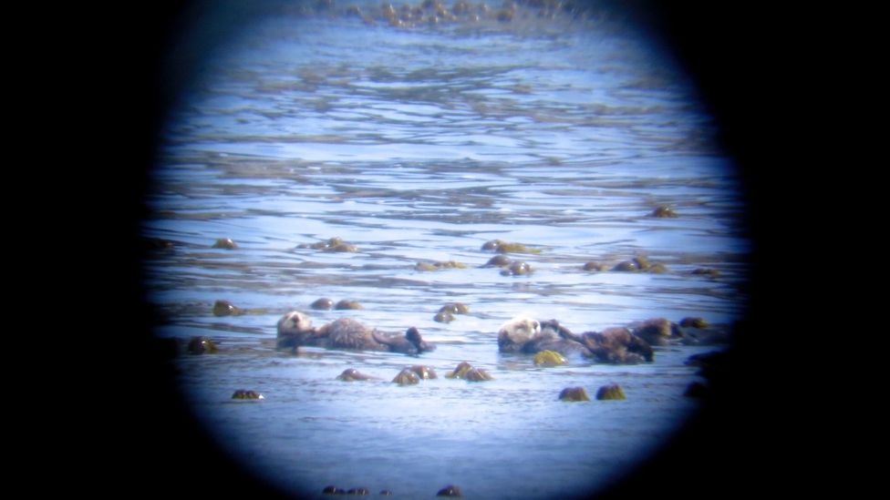 The tenacity of the sea otter over centuries is thought to be down to its diversity of prey and ability to learn (Credit: Jenn Burt)