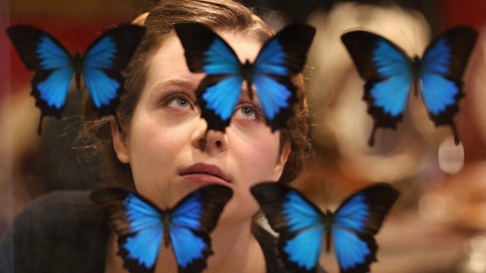 A woman looks at antique butterflies due to auctioned in London (Credit: Getty Images)