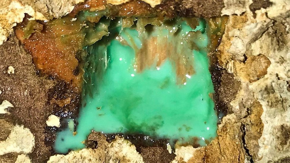 The latex released by the Pycnandra plant, a nickel hyper-accumulator, is a bright blueish-green colour (Credit: Antony van der Ent)