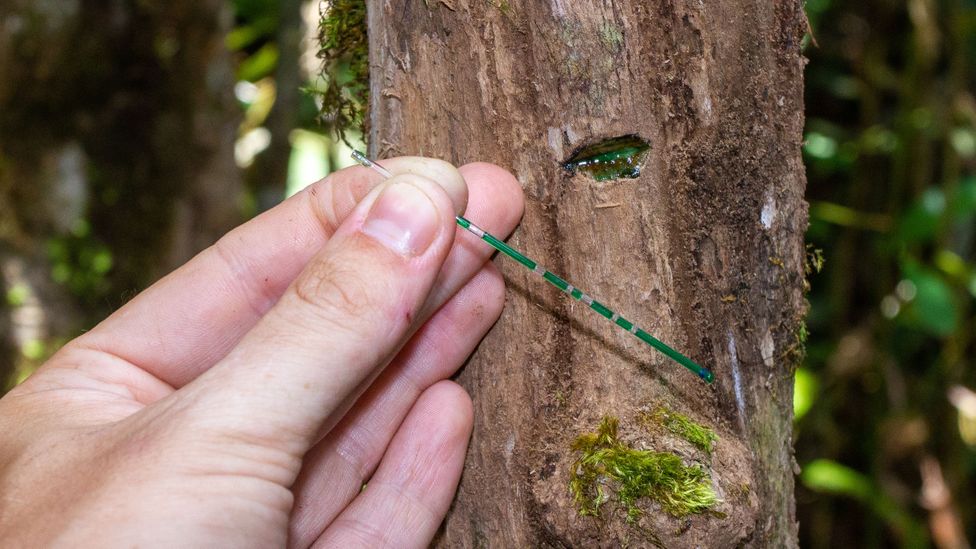 Some nickel hyper-accumulators hold so much of the metal in their sap that it turns a bright green or blue colour (Credit: Antony van der Ent)