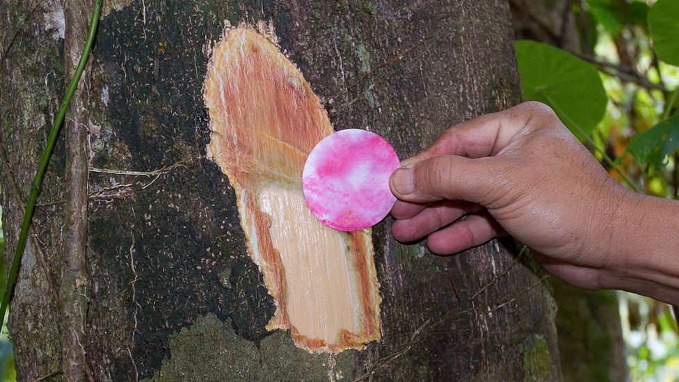 A quick in-situ test is to use detector paper that turns pink on the spot (Credit: Antony van der Ent)
