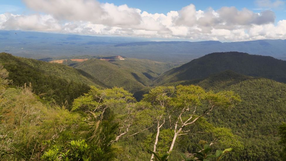 The forests of Indonesia are exactly where nickel hyper-accumulators would be expected to appear - in biodiverse, nickel-rich ground (Credit: Antony van der Ent)