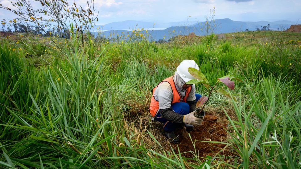 Often, efforts to restore vegetation after strip mining involves using plants that aren't nickel hyper-accumulators (Credit: Getty Images)