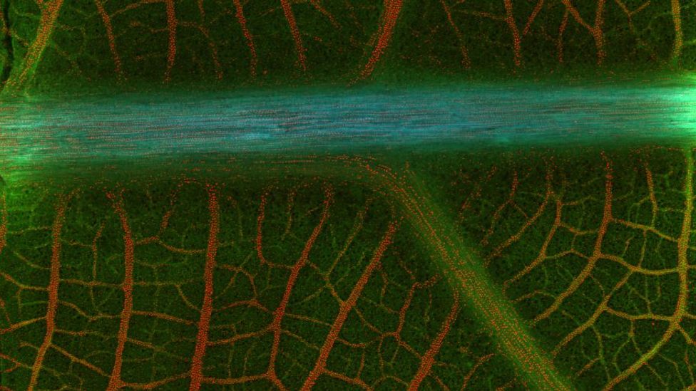 If the nickel within these rare plants could be tapped, it would provide a sustainable source of nickel for use in electric vehicle batteries (Credit: Antony van der Ent)