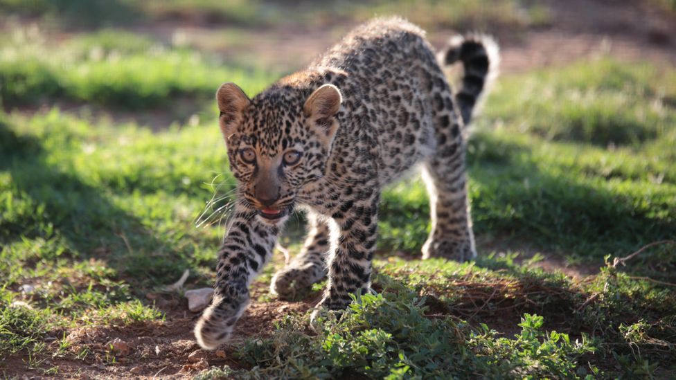 Leopards can range hundreds of miles from their birthplace through their lives, which helps them to avoid inbreeding (Credit: Getty Images)