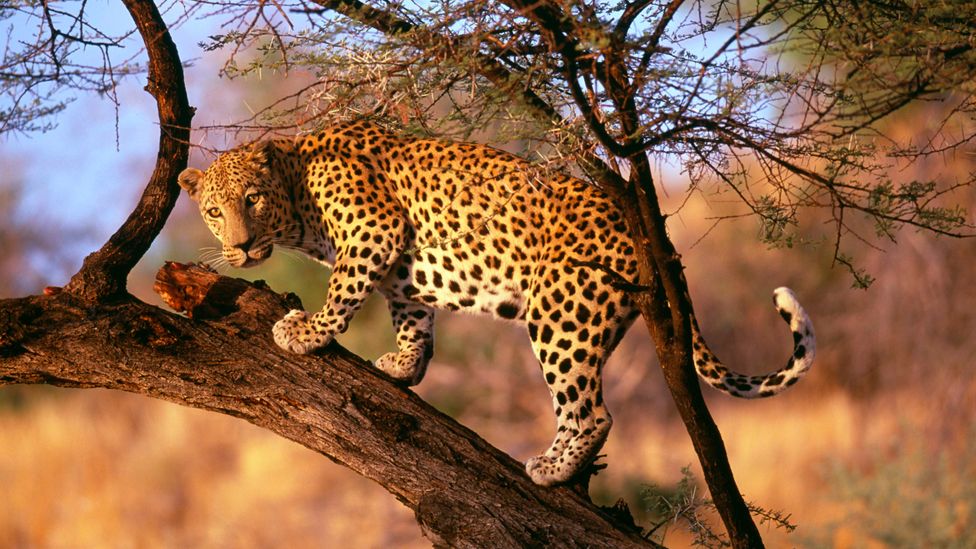 Leopards are naturally reclusive animals, but in densely populated and urbanised regions they become acclimatised to contact with humans (Credit: Getty Images)