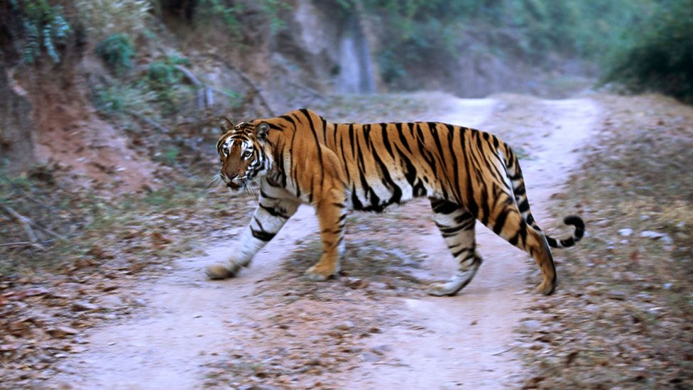 In India, joining up fragmented habitats has benefitted tigers and leopards alike (Credit: Getty Images)