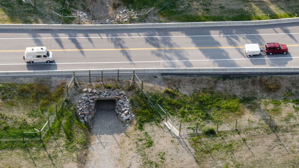 Underpasses, such as this one in Canada, can be enough to provide safe passage for a number of large animals (Credit: Parks Canada)