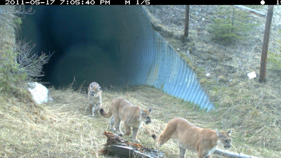 Introducing wildlife-friendly infrastructure helps reduce inbreeding, and can be more effective than portioning off areas of land for nature reserves (Credit: Parks Canada)