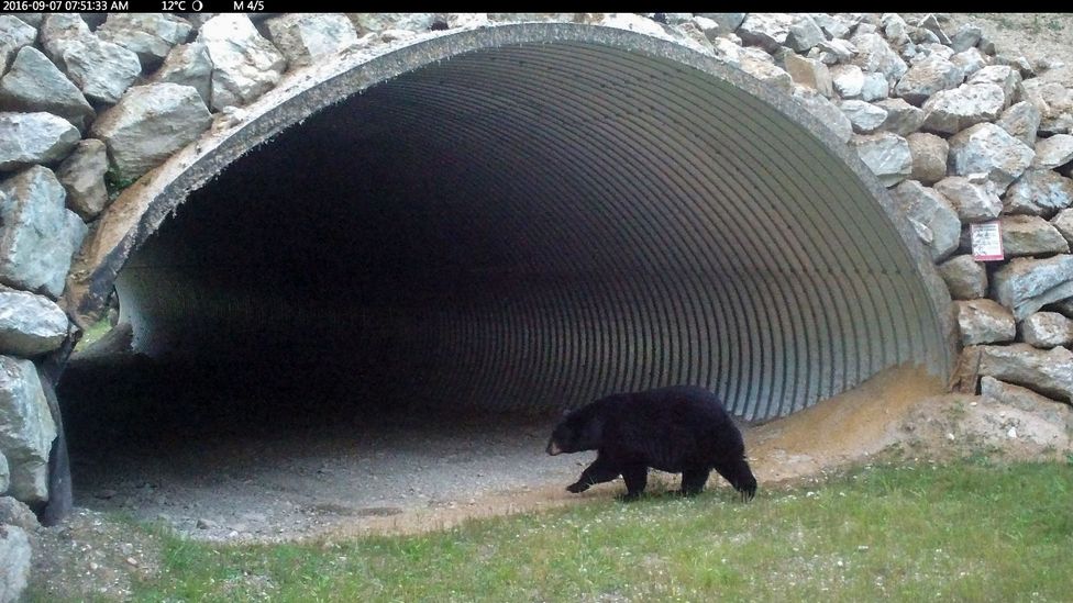 Many large mammals benefit from wildlife tunnels, which are increasingly being seen as a sustainable alternative to walling off animals in nature researves (Credit: Parks Canada)