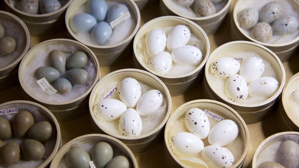 When they are born, women's ovaries already contain all the eggs they will ever produce (Credit: BBC)