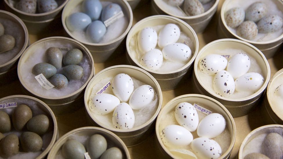 When they are born, women's ovaries already contain all the eggs they will ever produce – around a million on average (Credit: BBC)