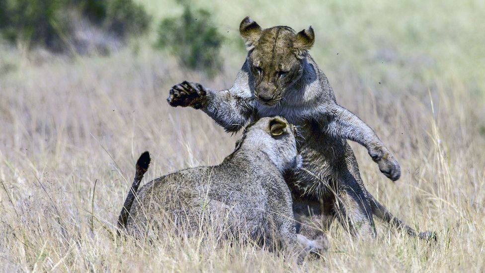 Lionesses judge how many intruders they may be facing before approaching them (Credit: Alamy)