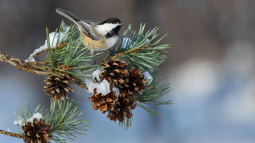 Chickadees produce different numbers of "dee" notes at the end of their call depending on danger they have spotted (Credit: Getty Images)