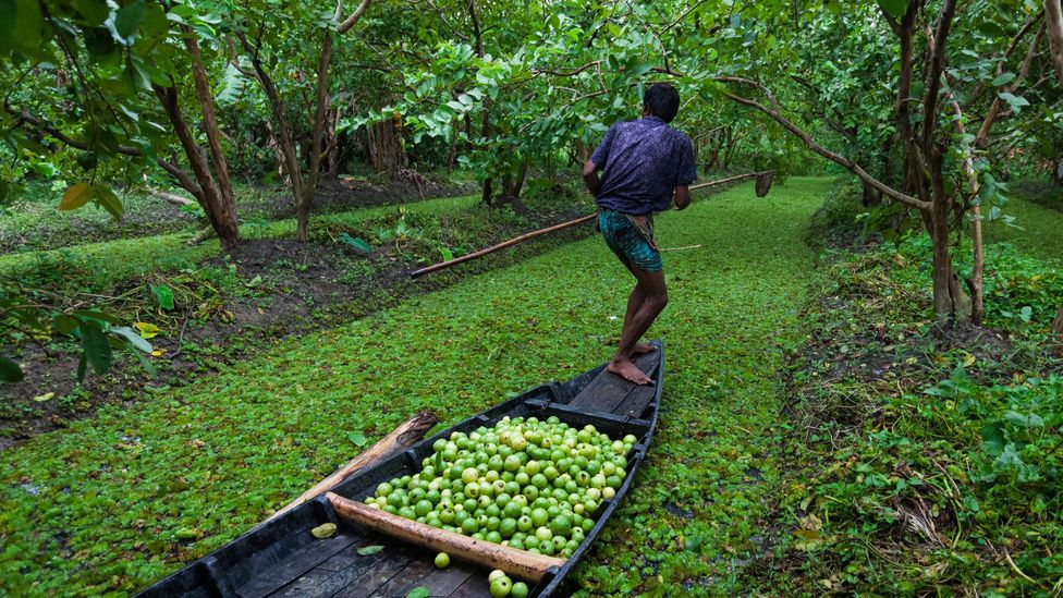 Agriculture has to adapt to watery conditions, whether that is through floating vegetable gardens, or farming on raised beds – as in the sorjans of Pirojpur (Credit: Getty Images)