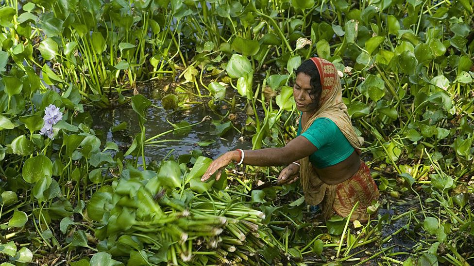 Water hyacinth is an invasive weed in parts of Bangladesh, but now it is being used to form soil-free beds for the country's floating gardens (Credit: Getty Images)