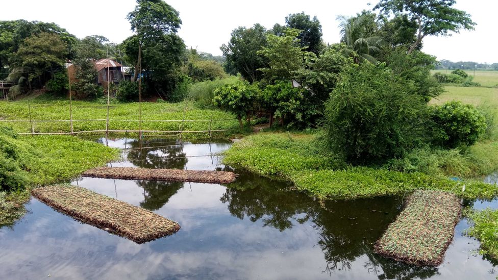 As sea levels rise, a historic agricultural practice is offering respite to farmers who are losing their land (Credit: Fahmida Akter)