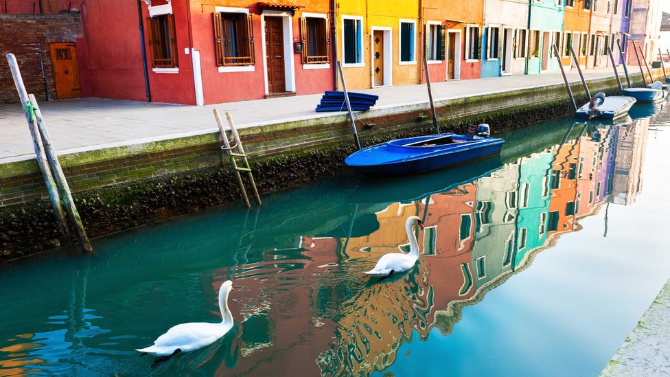 Images of swans supposedly "returning" to Venice canals spread during the early months of the pandemic, and some activists attached their ideologies to them (Credit: Getty Images)