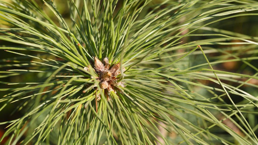 Chir pine is widespread in Uttarakhand, and the needles it sheds to the forest floor are highly flammable (Credit: Alamy)
