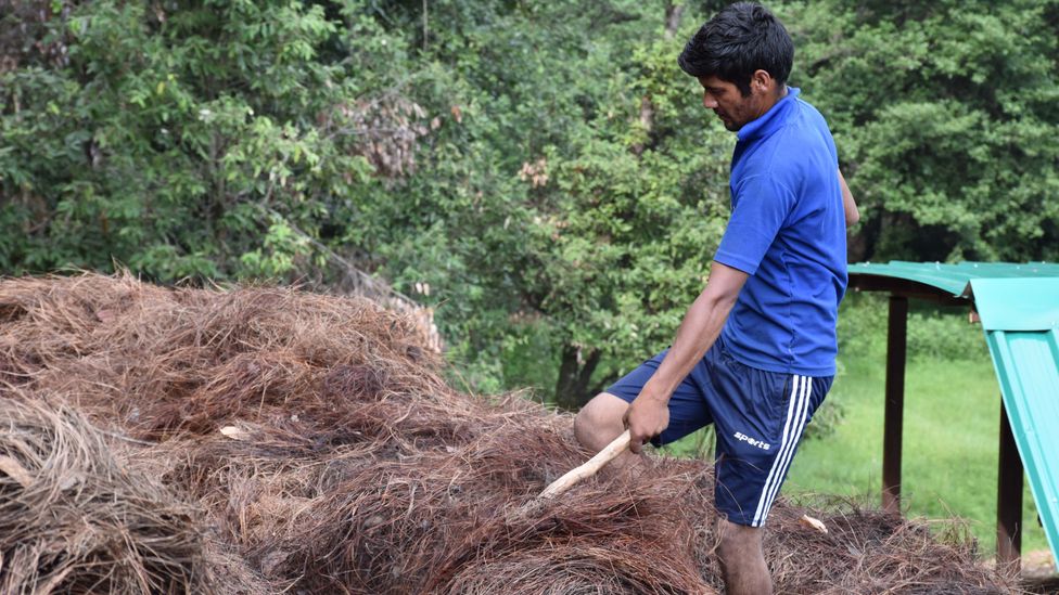 The pine needles are collected and dried before they are fed into the gasifier. It is painstaking work but can provide local people with a reliable income (Credit: Rajnish Jain)