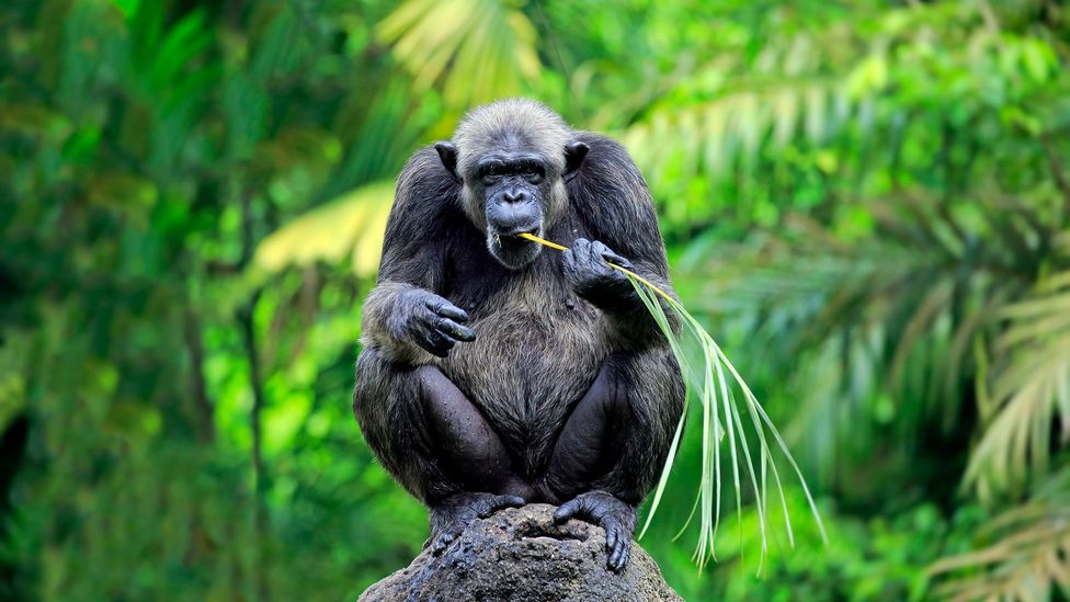 rainforest chimpanzee