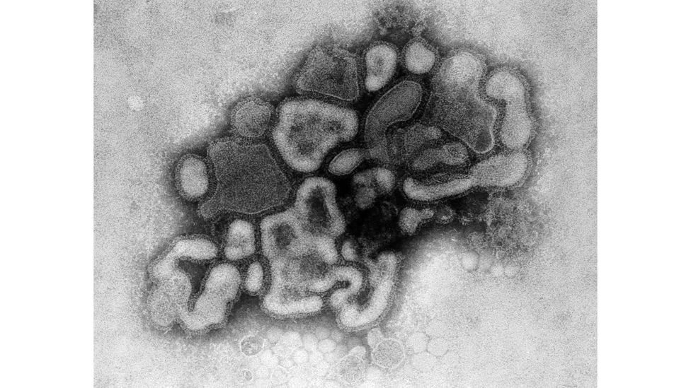 The swine flu virus under the microscope (Credit: Getty Images)