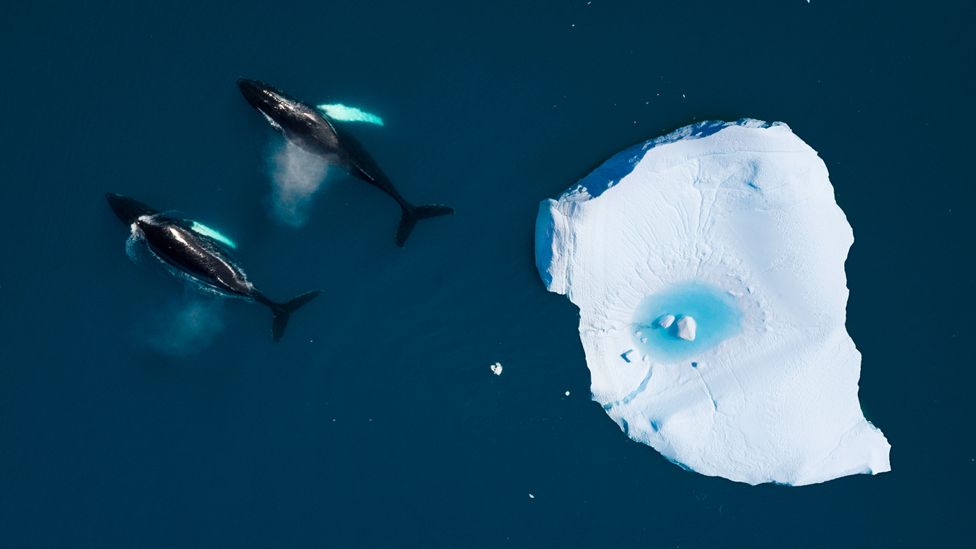 Dark blue water absorbs more of the Sun's rays, accelerating the process of global warming - but bright white ice reflects that radiation away (Credit: Getty Images)