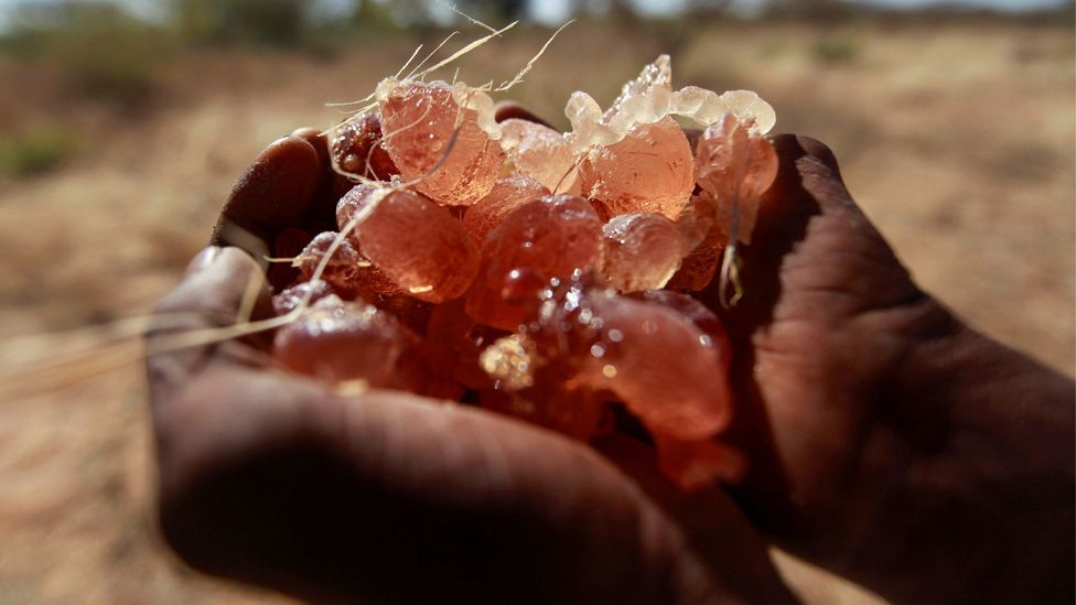 Arabská guma se v této vyprahlé oblasti obchoduje po tisíciletí a na Sahelu pochází ta nejkvalitnější guma (Credit: Reuters)