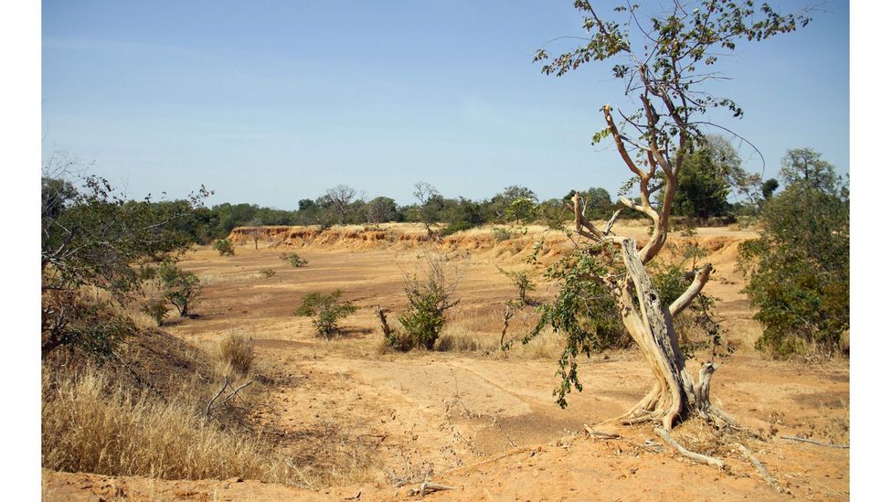 Oblast Koulikoro v Mali je suchá a citlivá na změnu klimatu, ale tato oblast bude těžit z Velké zelené zdi Afriky (Uznání: Reuters)