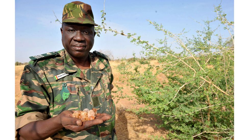 Not only in Mali but across the Sahel, the gum arabic trade plays an important role in the region's economy (Credit: Getty Images) Not only in Mali but across the Sahel, the gum arabic trade plays an important role in the region's economy (Credit: Getty Images)