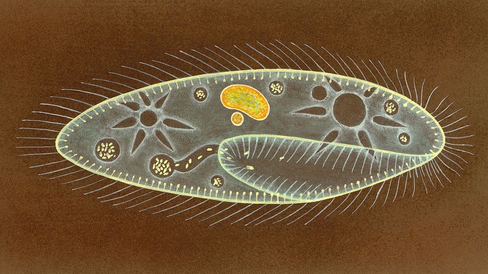 An illustration of a Paramecium; Young’s findings of the organism’s system eclipsed those of even more senior scientists (Credit: Getty Images) An illustration of a Paramecium; Young’s findings of the organism’s system eclipsed those of even more senior scientists (Credit: Getty Images)