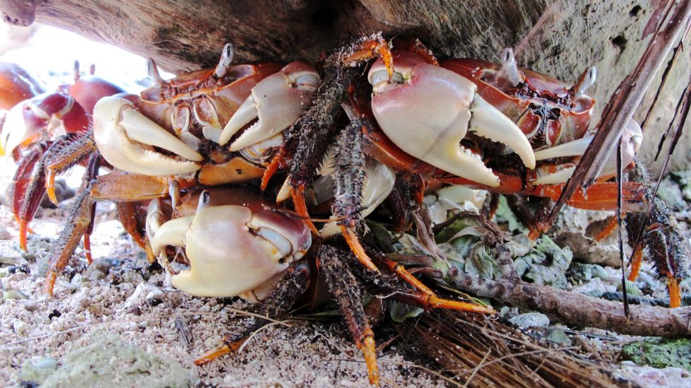 Land crabs are voracious eaters of the bait laid to kill rats as they are immune to the poison (Credit: The Nature Conservancy) Land crabs are voracious eaters of the bait laid to kill rats as they are immune to the poison (Credit: The Nature Conservancy)