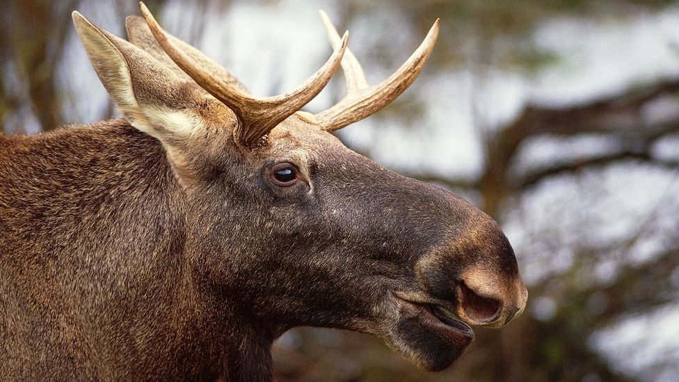 The elk is one of the largest herbivores in Europe, besides the bison, but it is known to cause damage to crops (Credit: Getty Images)