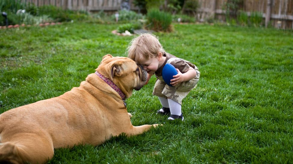 Owning a cat or dog may lower your risk of developing an allergy (Credit: Getty Images)