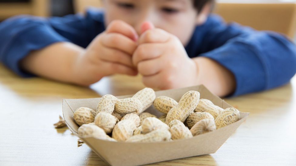 Rather than not giving peanuts to children, parents should have introduced allergenic foods as early as possible (Credit: Getty Images)