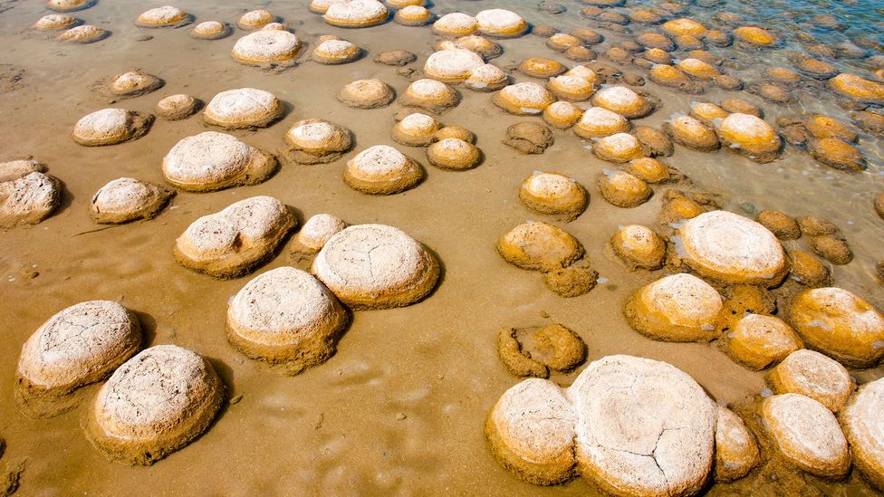 Lake Clifton’s thrombolites are estimated to be a youthful 2,000 years old (Credit: Photon-Photos/Getty Images)
