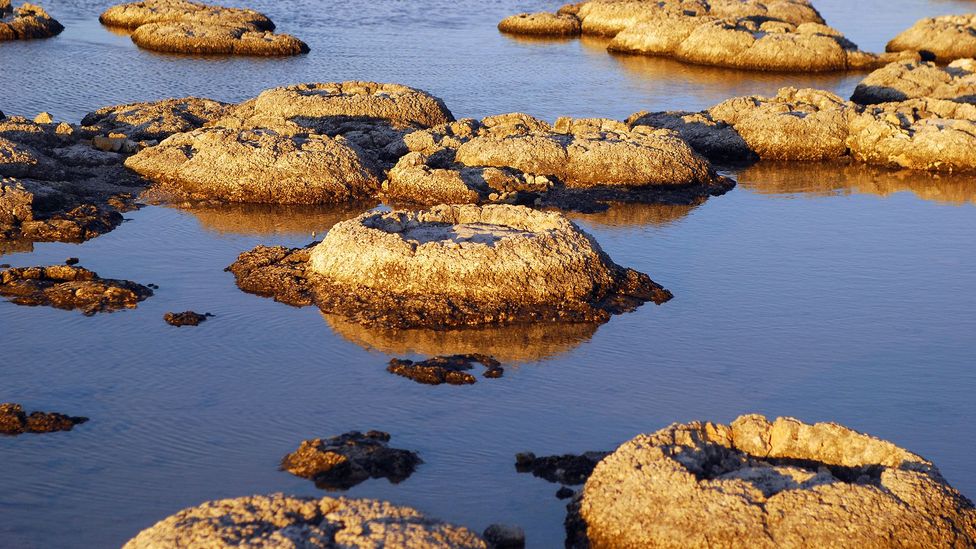 Stromatolites are living fossils and the oldest living lifeforms on our planet (Credit: MaXPdia/Getty Images)