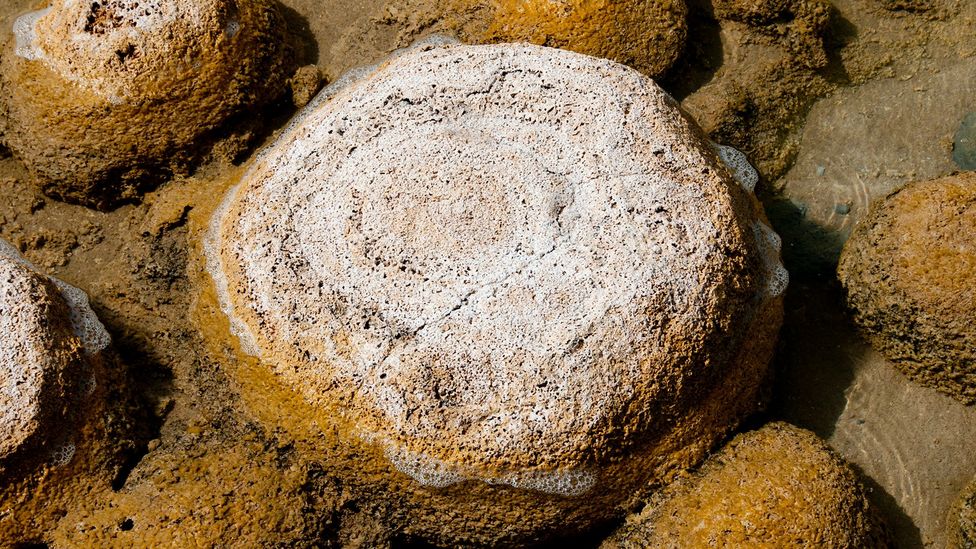 Thrombolites can survive in an environment less salty than the sea (Credit: Photon-Photos/Getty Images)