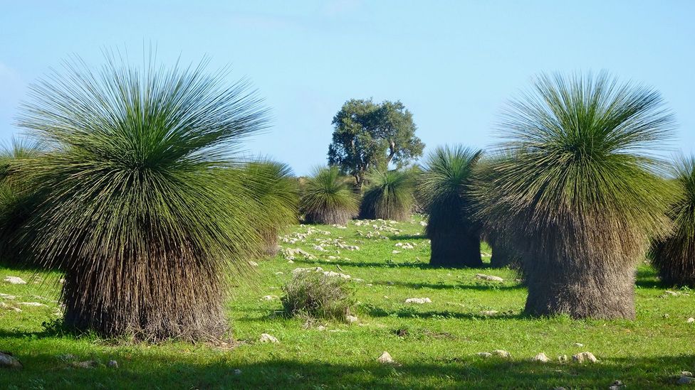 Along Australia's Indian Ocean Drive, punk-haired grass trees sprout in their thousands (Credit: Marian McGuinness)