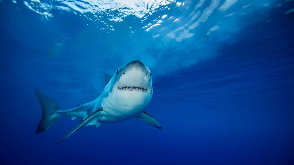 Aqualene, an oil made from shark livers, is is a key ingredient in one leading squalene (Credit: Wildstanimal/Getty Images)