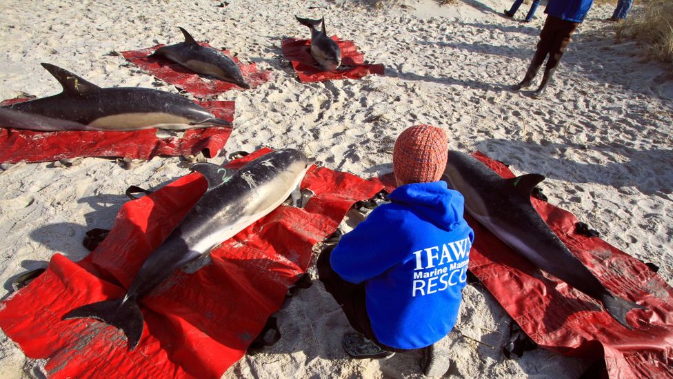 A Cape Cod stranding back in 2012, when less-developed technology made it harder to save dolphins (Credit: Vincent DeWitt/Alamy)