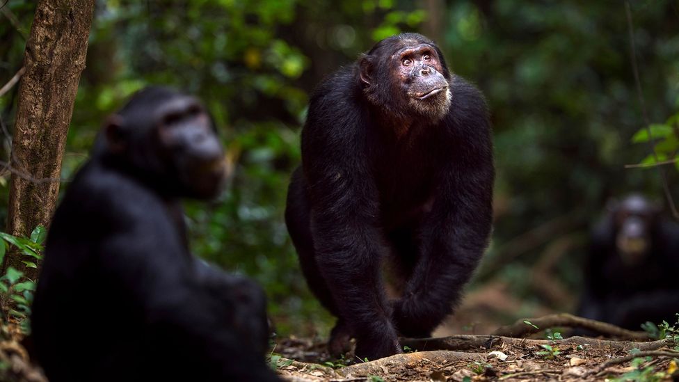 Chimpanzees often form raiding parties and go to war with neighbouring groups (Credit: Anup Shah/Alamy)
