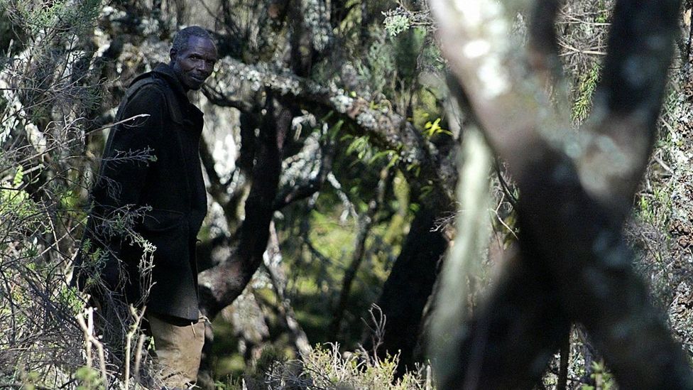 The elders of the Ogiek community recall the respectful way they would harvest only what they needed from the forest (Credit: Getty Images)