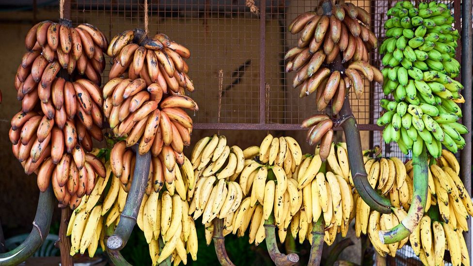 Native banana varieties are still cultivated in South India (Credit: hadynyah/Getty Images)