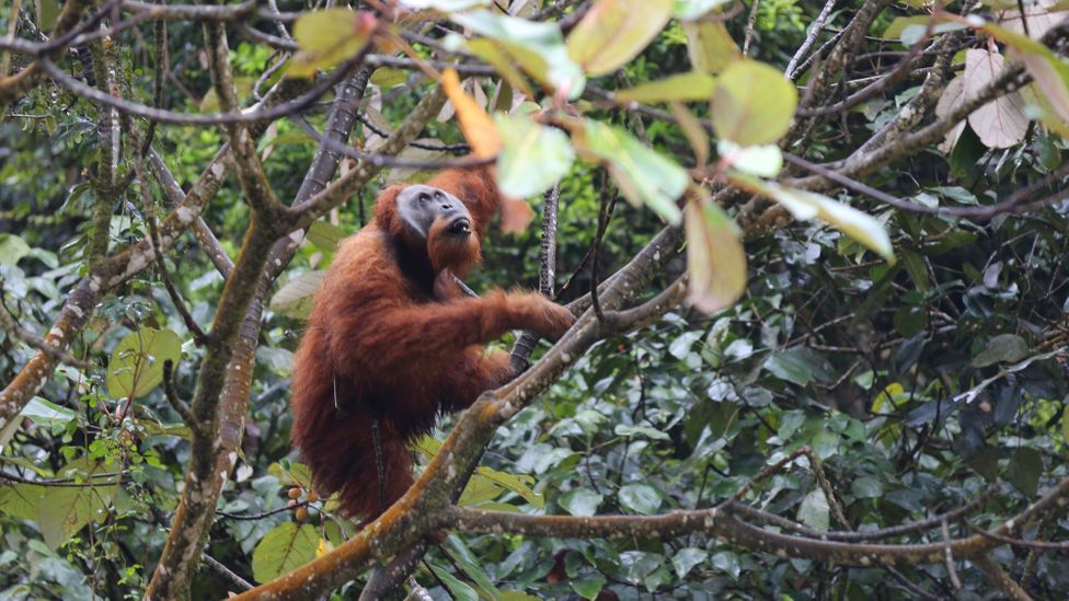 Campaigners are calling for the destruction of nature to be recognised as an international crime (Credit: Getty Images)