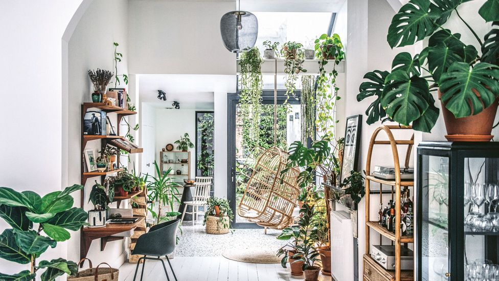 Why are House Plants Good for You 