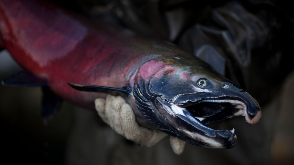 On the Elwha River, numbers of salmon have recovered significantly since the removal of two large dams (Credit: Getty Images)
