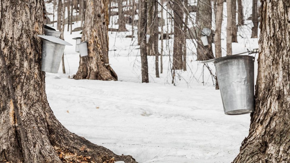 Before making pikoodinigan, Nottaway always talks to her maple trees and asks them how they're doing (Credit: Benoit Daoust/Alamy) Before making pikoodinigan, Nottaway always talks to her maple trees and asks them how they're doing (Credit: Benoit Daoust/Alamy)